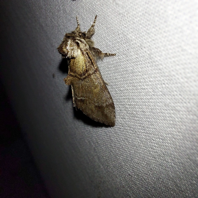 Drymonia velitaris - hegyi púposszövő