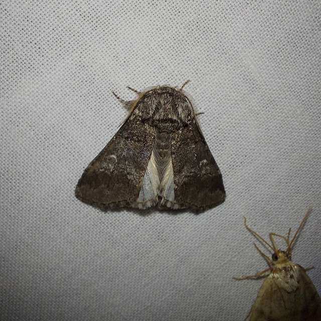 Drymonia querna - tölgyfa-púposszövő