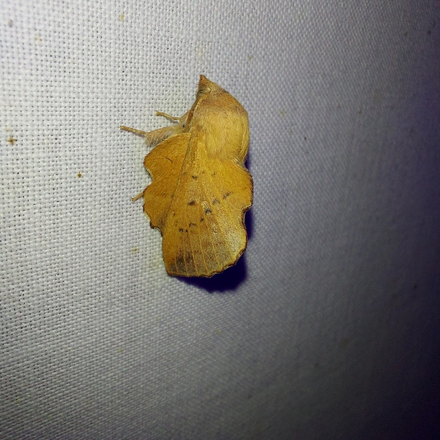 Phyllodesma tremulifolia - nyárlevélpohók