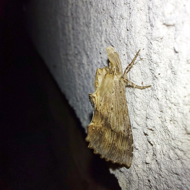 Pterostoma palpina - csőrös púposszövő