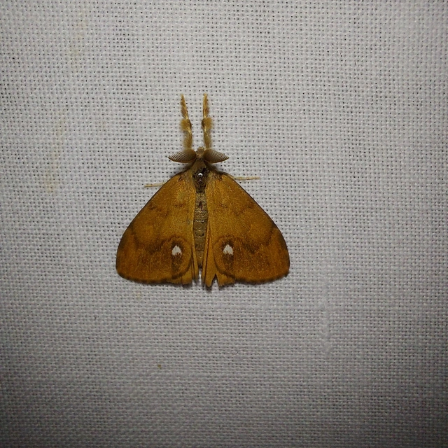 Orgyia antiqua - rozsdabarna kisszövő