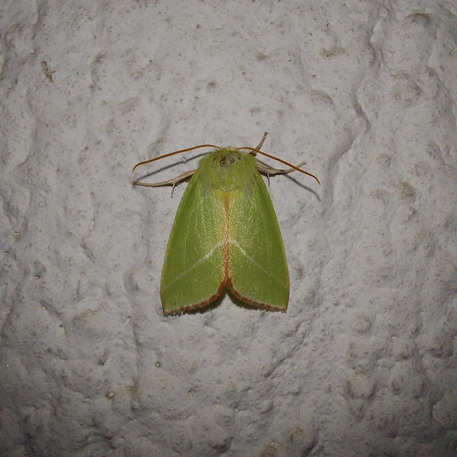 Pseudoips prasinana - bükkfa-zöldbagoly