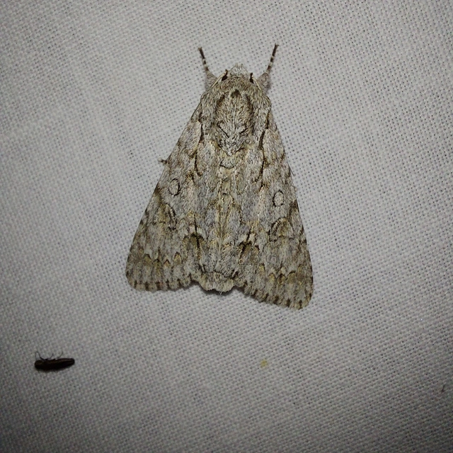 Acronicta aceris - vadgesztenye-szigonyosbagoly