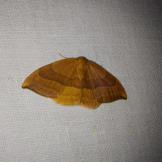 Watsonalla cultraria - bükkfa-sarlósszövő