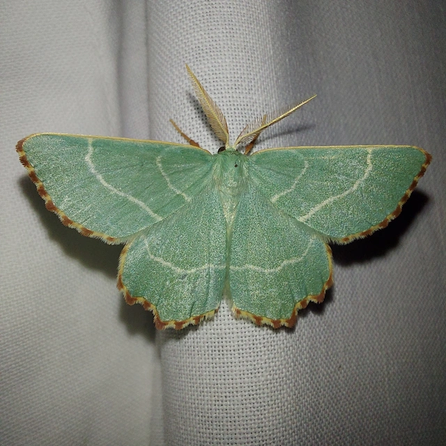 Thalera fimbrialis - csipkésszélű zöldaraszoló