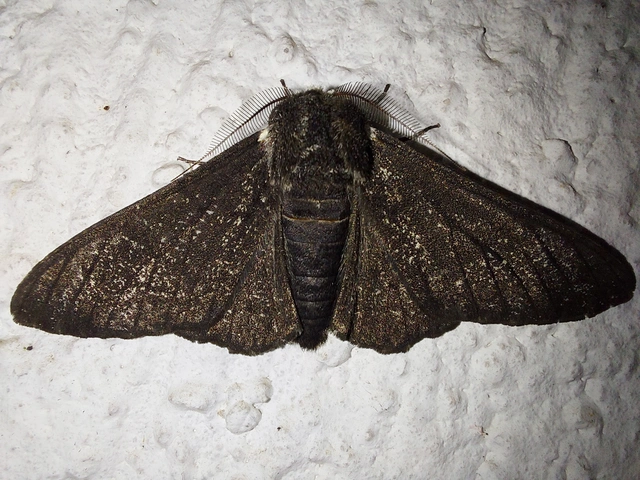 Biston betularia - szürkepettyes araszoló