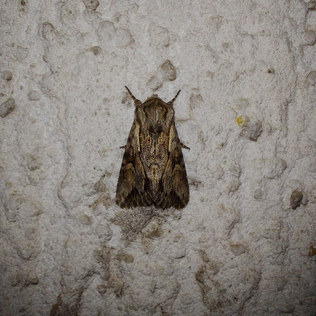 Chloantha hyperici - orbáncfű-sugarasbagoly
