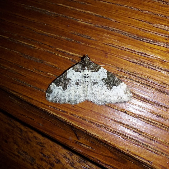 Xanthorhoe fluctuata - közönséges tarkaaraszoló