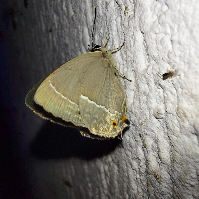 Neozephyrus quercus - tölgyfalepke
