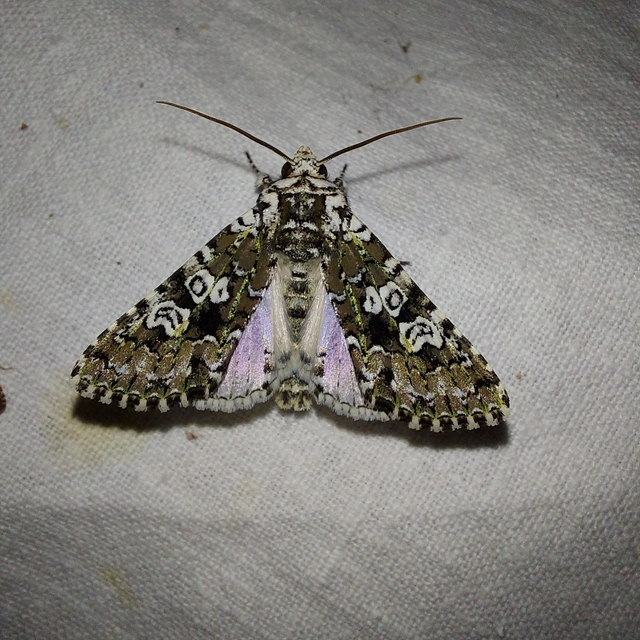 Lamprosticta culta - hármasfoltú bagoly