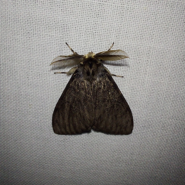 Lymantria monacha - apácalepke