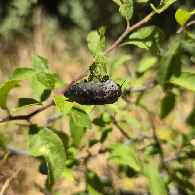 Capnodis tenebrionis - kökény-tükrösdíszbogár