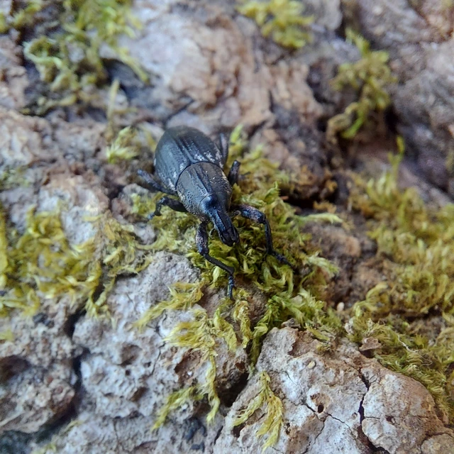 Pseudocleonus cinereus - hamvas barkó