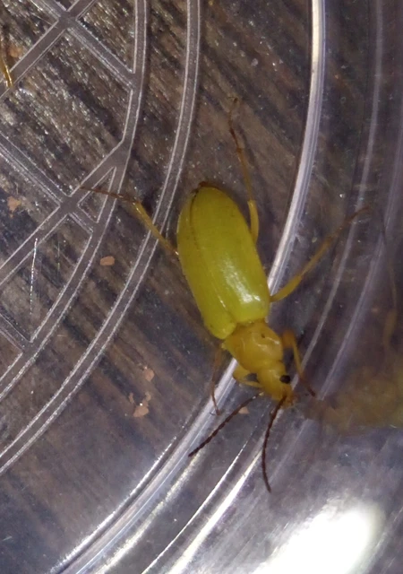 Cteniopus sulphureus - közönséges kénbogár Cteniopus sulphureus - közönséges kénbogár