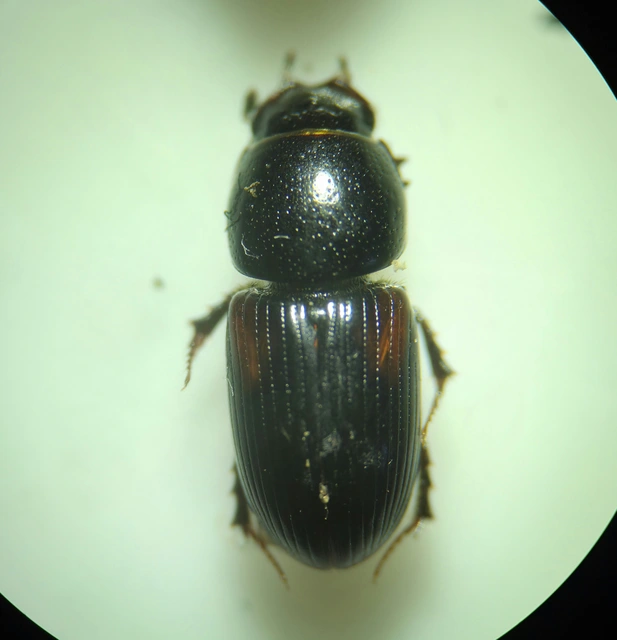 Aphodius varians - változékony trágyabogár