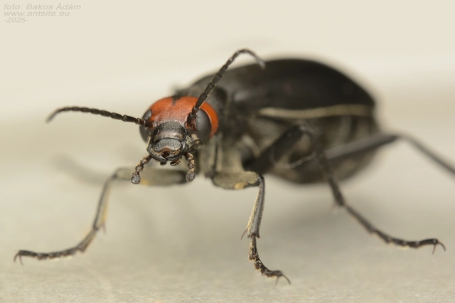 Epicauta rufidorsum - hollóbogár