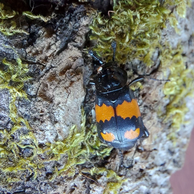 Nicrophorus vespilloides - feketecsápú temetőbogár