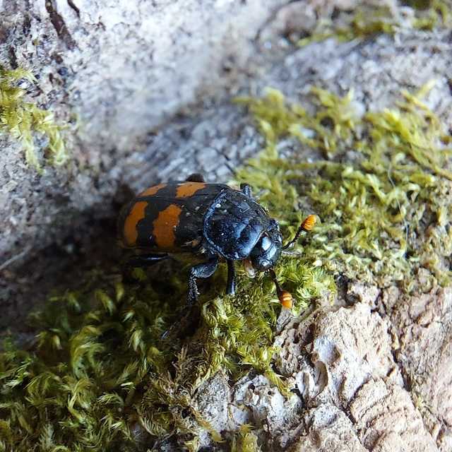 Nicrophorus interruptus - sárgaszőrű temetőbogár