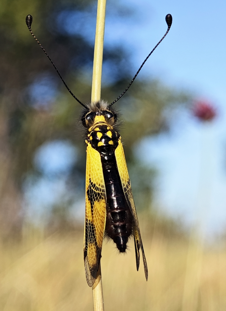 Libelloides macaronius - keleti rablópille