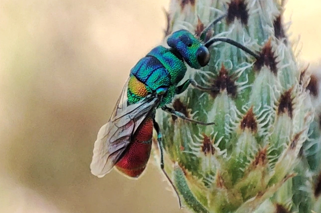 Chrysis scutellaris - aranypajzsú fémdarázs