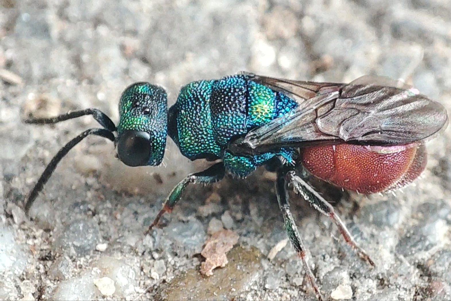 Hedychridium roseum