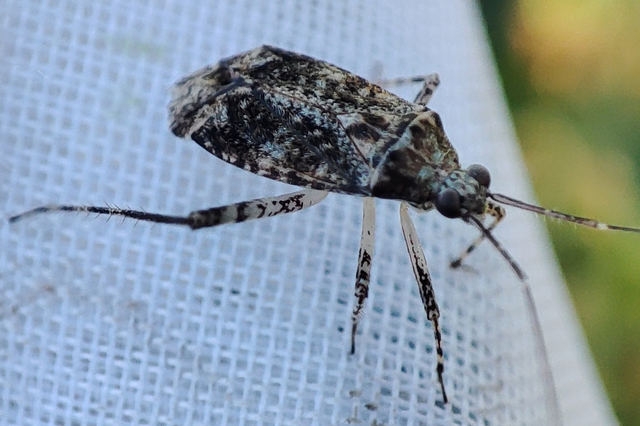 Phytocoris