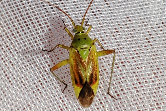 Closterotomus norwegicus - zöld mezeipoloska