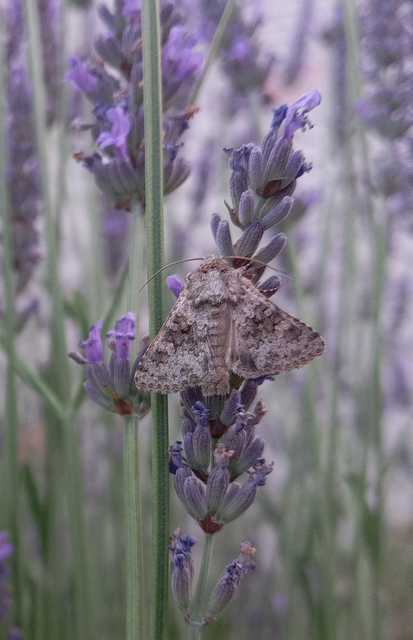 Hecatera dysodea - parajbagoly