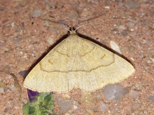 Paracolax tristalis - sárgás karcsúbagoly