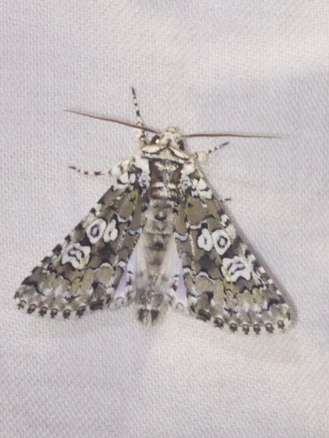 Lamprosticta culta - hármasfoltú bagoly