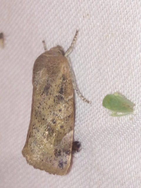 Cosmia affinis - barna lombbagoly