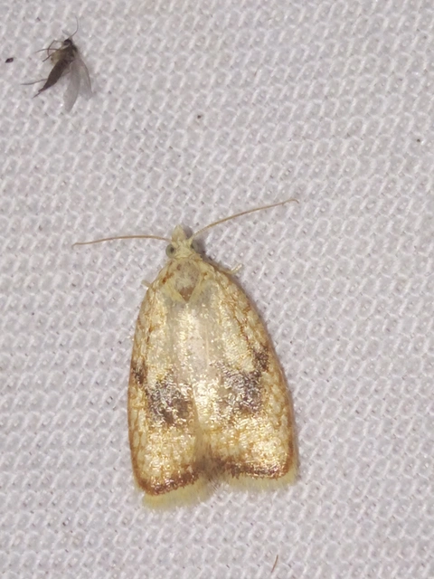Acleris forsskaleana - juharos levélmoly
