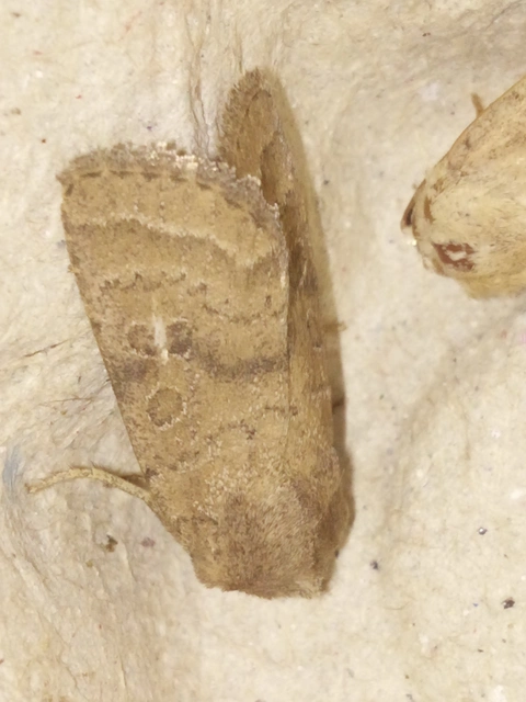 Hoplodrina octogenaria - barna selymesbagoly