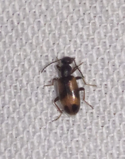 Anthicus antherinus - közönséges fürgebogár