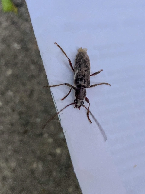 Trichoferus campestris - szállóvendég éjicincér