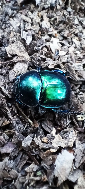 Trypocopris vernalis - tavaszi álganéjtúró