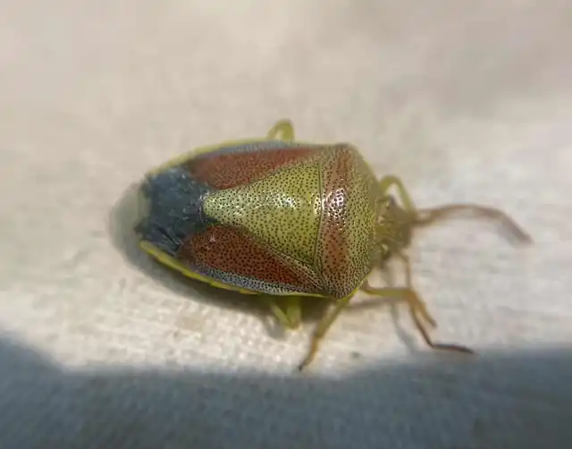 Piezodorus lituratus - bíboros címerespoloska Piezodorus lituratus - bíboros címerespoloska