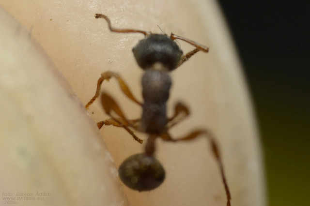 Myrmica schencki - kétszínű bütyköshangya