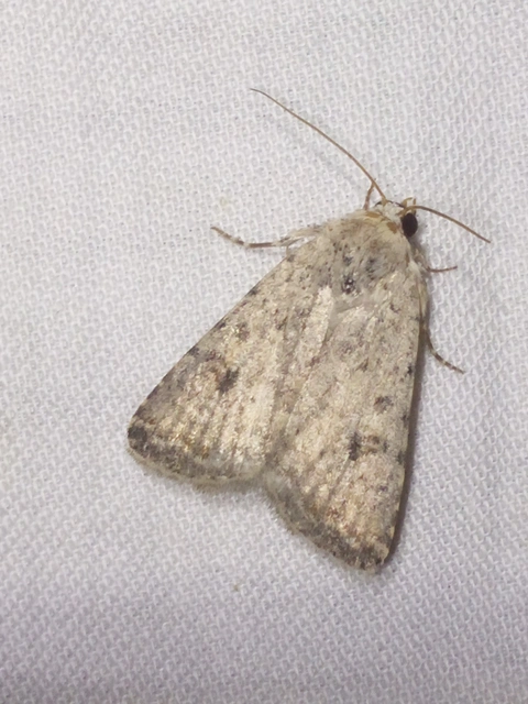 Paradrina clavipalpis - közönséges selymesbagoly