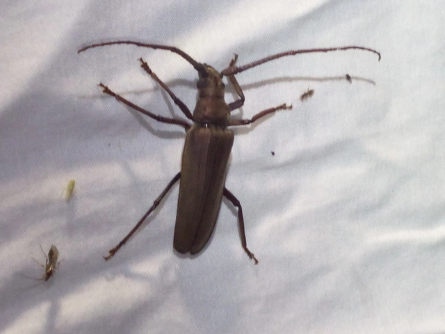 Aegosoma scabricorne - diófacincér