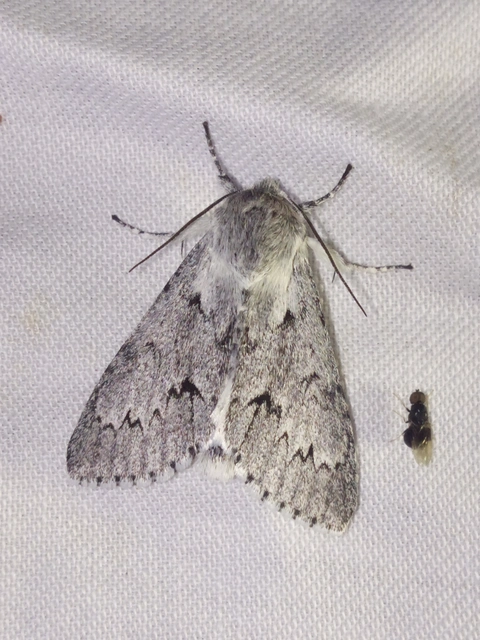 Acronicta leporina - fehér szigonyosbagoly