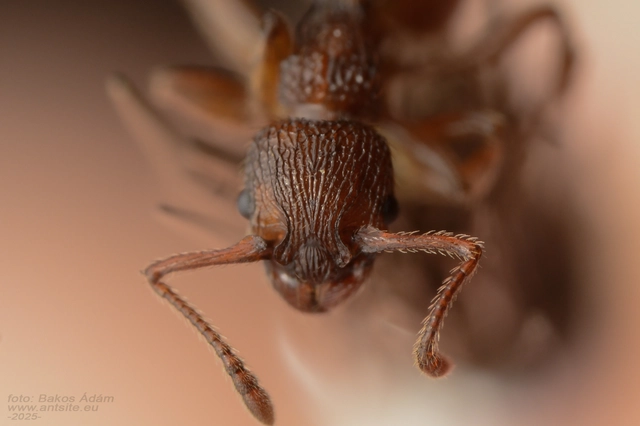 Myrmica sabuleti - gyakori bütyköshangya