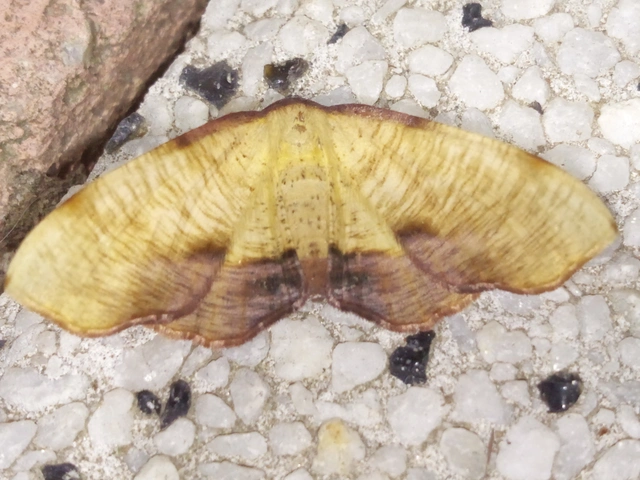 Plagodis dolabraria - baltaszárnyú araszoló