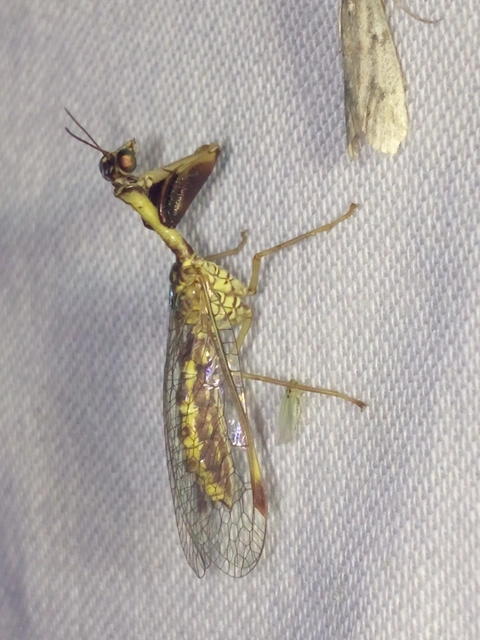 Mantispa styriaca - kétszínű fogólábú-fátyolka