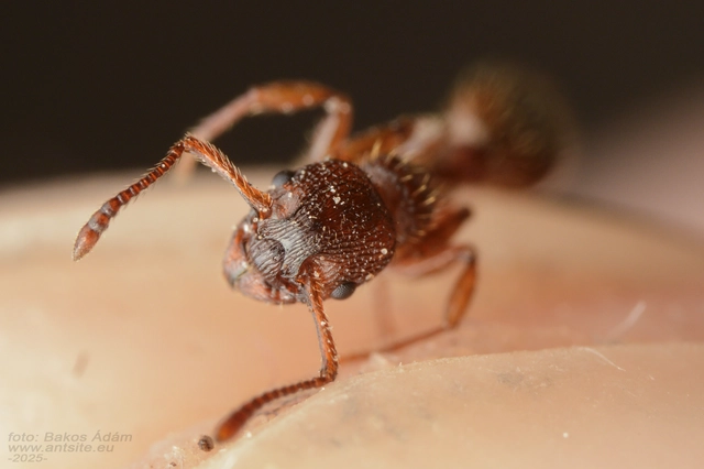 Myrmica sabuleti - gyakori bütyköshangya