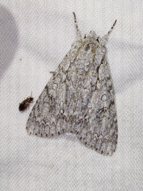 Acronicta aceris - vadgesztenye-szigonyosbagoly