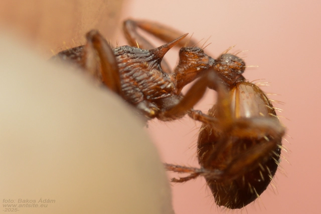 Myrmica sabuleti - gyakori bütyköshangya