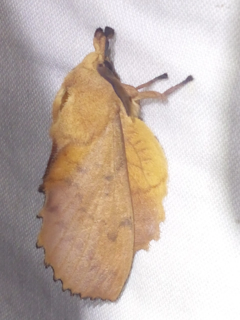 Gastropacha quercifolia - tölgylevélpohók