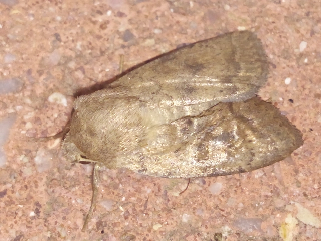 Hoplodrina octogenaria - barna selymesbagoly