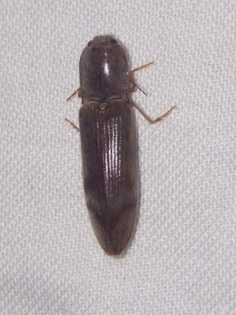 Stenagostus rhombeus - rombusznyakú pattanó